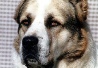 obrazek