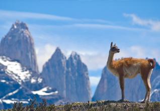 chile lama