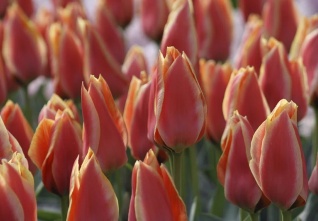 tulipany jpg